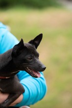BRIONY, Hund, Pinscher-Terrier Mischling in Ungarn - Bild 21