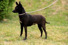 BRIONY, Hund, Pinscher-Terrier Mischling in Ungarn - Bild 22