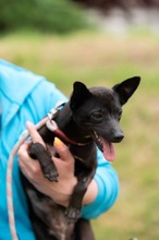 BRIONY, Hund, Pinscher-Terrier Mischling in Ungarn - Bild 23