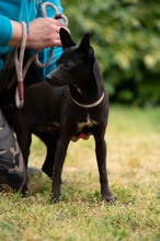 BRIONY, Hund, Pinscher-Terrier Mischling in Ungarn - Bild 24