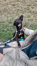 BRIONY, Hund, Pinscher-Terrier Mischling in Ungarn - Bild 3