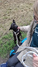 BRIONY, Hund, Pinscher-Terrier Mischling in Ungarn - Bild 4