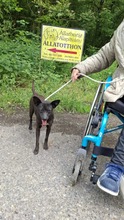 BRIONY, Hund, Pinscher-Terrier Mischling in Ungarn - Bild 5