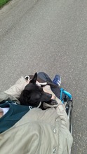 BRIONY, Hund, Pinscher-Terrier Mischling in Ungarn - Bild 6