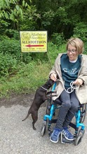 BRIONY, Hund, Pinscher-Terrier Mischling in Ungarn - Bild 7