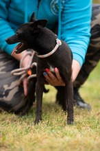 BRIONY, Hund, Pinscher-Terrier Mischling in Ungarn - Bild 8