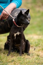 BRIONY, Hund, Pinscher-Terrier Mischling in Ungarn - Bild 9