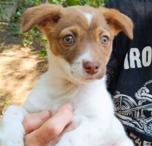 CHARLOTTE, Hund, Mischlingshund in Italien - Bild 1