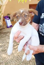 CHARLOTTE, Hund, Mischlingshund in Italien - Bild 10
