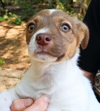 CHARLOTTE, Hund, Mischlingshund in Italien - Bild 12