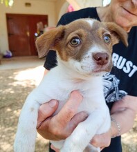 CHARLOTTE, Hund, Mischlingshund in Italien - Bild 13