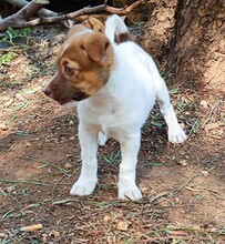 CHARLOTTE, Hund, Mischlingshund in Italien - Bild 14