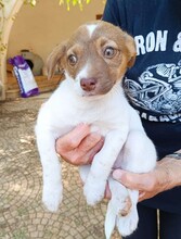 CHARLOTTE, Hund, Mischlingshund in Italien - Bild 15