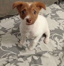 CHARLOTTE, Hund, Mischlingshund in Italien - Bild 16