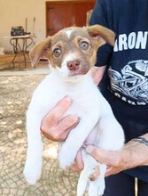 CHARLOTTE, Hund, Mischlingshund in Italien - Bild 18