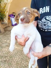 CHARLOTTE, Hund, Mischlingshund in Italien - Bild 19