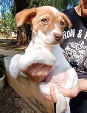 CHARLOTTE, Hund, Mischlingshund in Italien - Bild 2