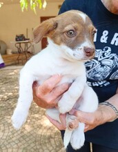 CHARLOTTE, Hund, Mischlingshund in Italien - Bild 20