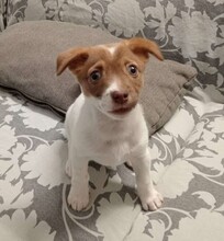 CHARLOTTE, Hund, Mischlingshund in Italien - Bild 21