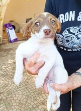 CHARLOTTE, Hund, Mischlingshund in Italien - Bild 22