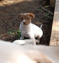 CHARLOTTE, Hund, Mischlingshund in Italien - Bild 23