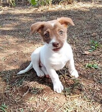 CHARLOTTE, Hund, Mischlingshund in Italien - Bild 3