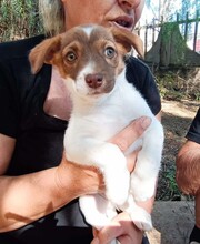 CHARLOTTE, Hund, Mischlingshund in Italien - Bild 5