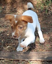 CHARLOTTE, Hund, Mischlingshund in Italien - Bild 6