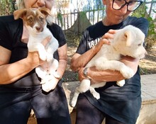 CHARLOTTE, Hund, Mischlingshund in Italien - Bild 7