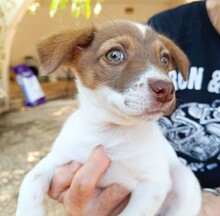 CHARLOTTE, Hund, Mischlingshund in Italien - Bild 8