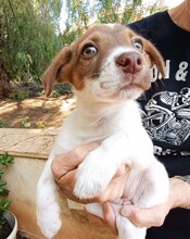 CHARLOTTE, Hund, Mischlingshund in Italien - Bild 9