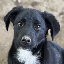 ALON, Hund, Mischlingshund in Griechenland - Bild 1