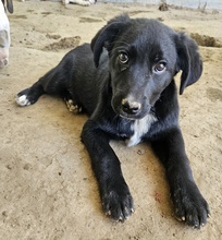 ALON, Hund, Mischlingshund in Griechenland - Bild 10