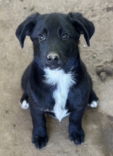 ALON, Hund, Mischlingshund in Griechenland - Bild 4