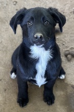 ALON, Hund, Mischlingshund in Griechenland - Bild 5