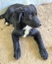 ALON, Hund, Mischlingshund in Griechenland - Bild 8