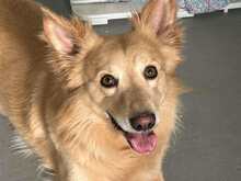 ROLLY, Hund, Mischlingshund in Italien - Bild 1
