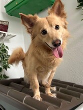 ROLLY, Hund, Mischlingshund in Italien - Bild 2