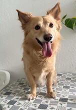 ROLLY, Hund, Mischlingshund in Italien - Bild 3