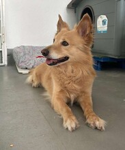 ROLLY, Hund, Mischlingshund in Italien - Bild 5