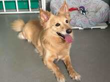 ROLLY, Hund, Mischlingshund in Italien - Bild 6