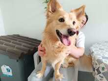ROLLY, Hund, Mischlingshund in Italien - Bild 7