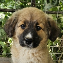ANNEK, Hund, Mischlingshund in Griechenland - Bild 1