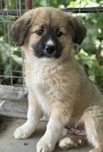 ANNEK, Hund, Mischlingshund in Griechenland - Bild 3