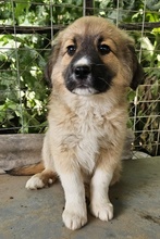 ANNEK, Hund, Mischlingshund in Griechenland - Bild 8