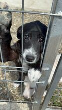 FLORA, Hund, Mischlingshund in Rumänien - Bild 1