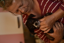 FLORA, Hund, Mischlingshund in Rumänien - Bild 3