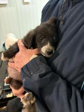 FLORA, Hund, Mischlingshund in Rumänien - Bild 4