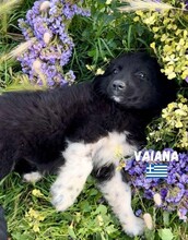 VAIANA, Hund, Mischlingshund in Griechenland - Bild 2