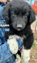 VAIANA, Hund, Mischlingshund in Griechenland - Bild 3